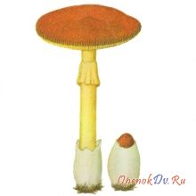 Царский гриб – Деликатесный гриб!