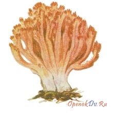 Коралловый гриб красивейший